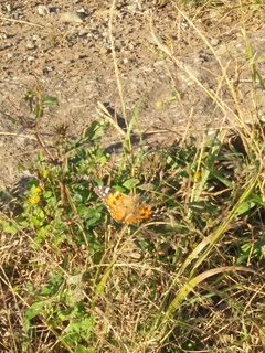 IMG00336.jpg