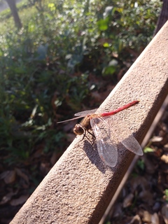 IMG00398.jpg