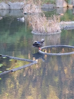 IMG00409.jpg