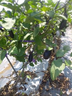 IMG02570.jpg